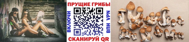 Псилоцибиновые грибы ЛСД где можно купить Ленинградская